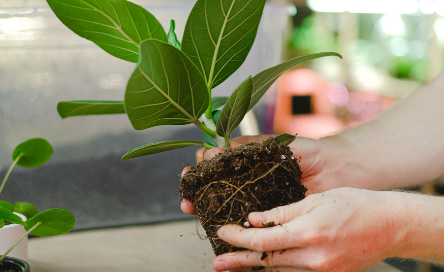 EarthValue Solutions