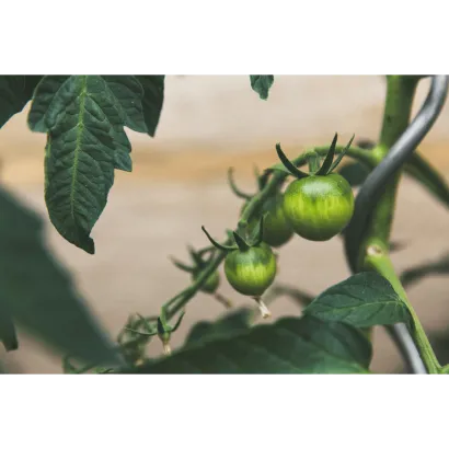 EarthValue Solutions